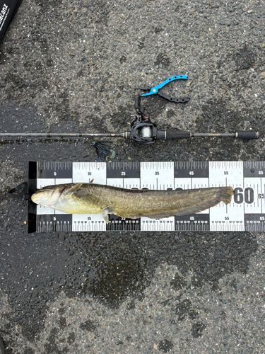 ナマズの釣果