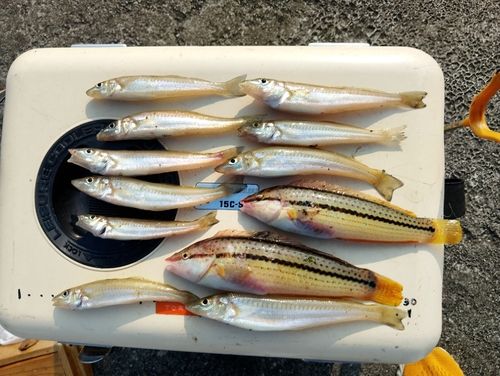 キスの釣果