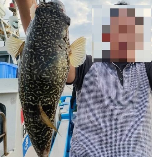 ショウサイフグの釣果