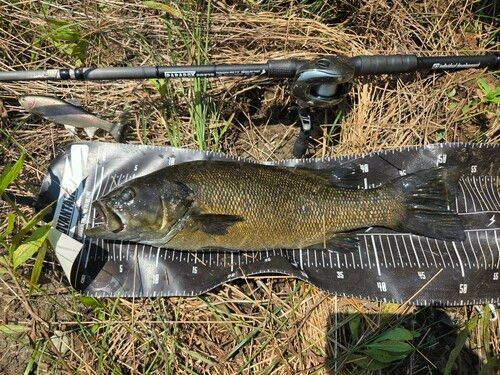 スモールマウスバスの釣果