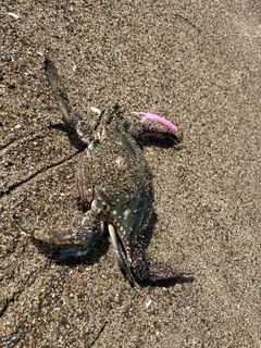 ワタリガニの釣果