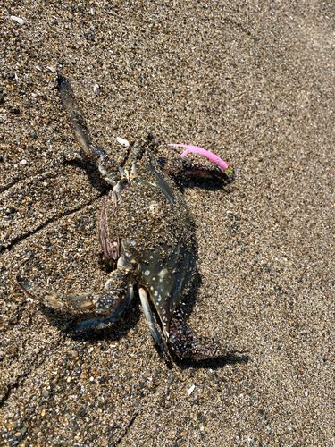 ワタリガニの釣果