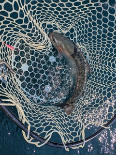 ニジマスの釣果