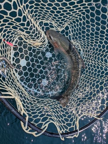 ニジマスの釣果