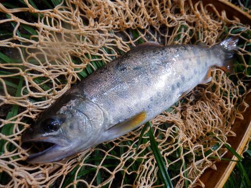 ヤマメの釣果