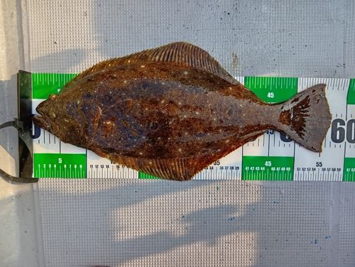ヒラメの釣果