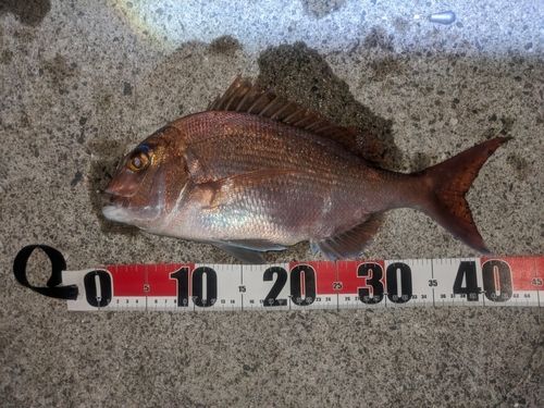 マダイの釣果