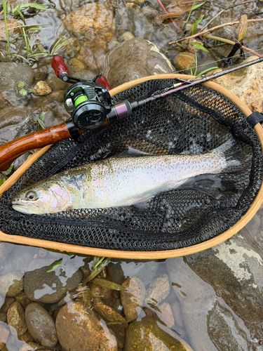 ニジマスの釣果