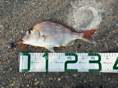 タイの釣果