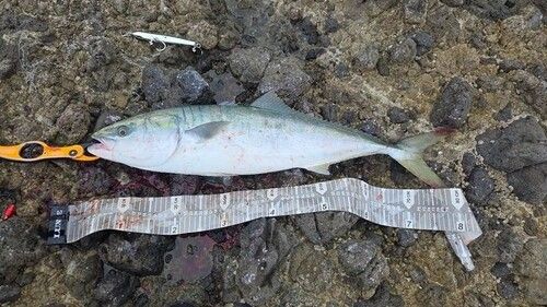 ブリの釣果