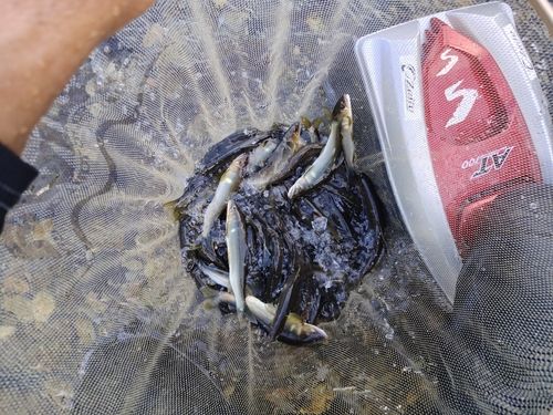 アユの釣果