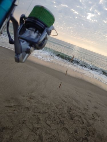 シロギスの釣果