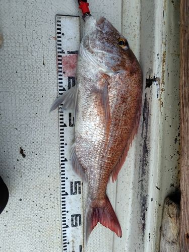マダイの釣果