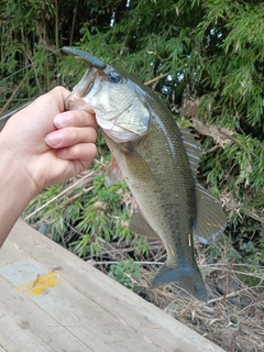 ラージマウスバスの釣果