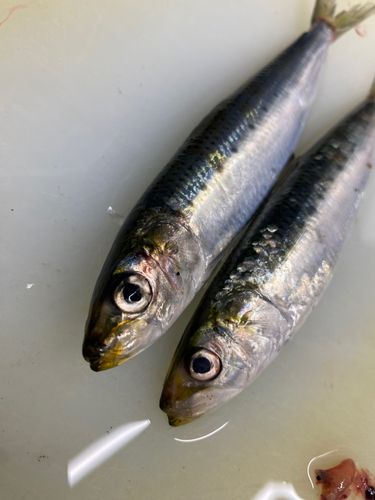 マイワシの釣果