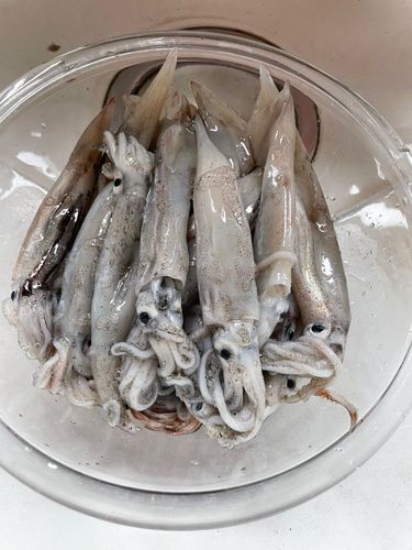 スルメイカの釣果