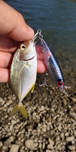 メッキの釣果