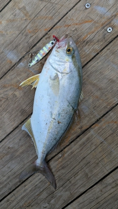 ネリゴの釣果
