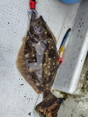 ヒラメの釣果