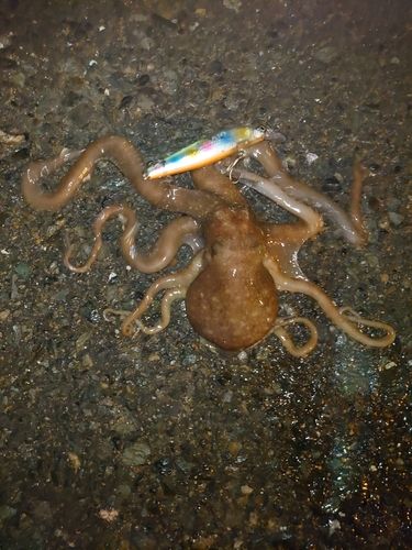 タコの釣果