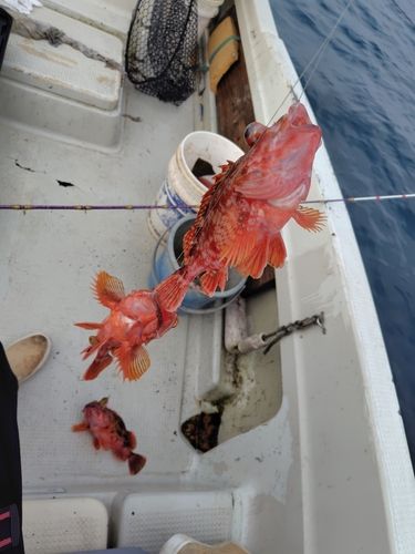 ウッカリカサゴの釣果