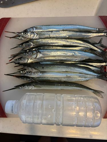 サヨリの釣果