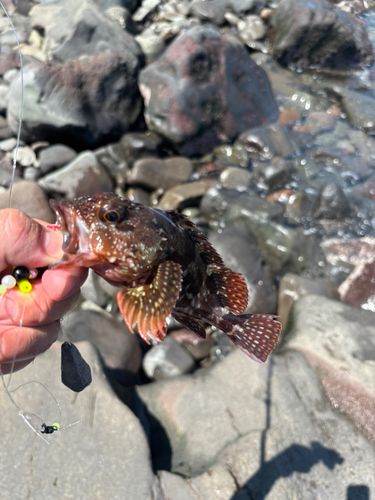 カサゴの釣果