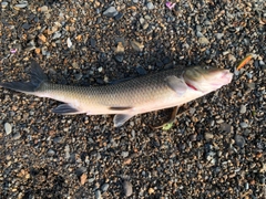ニゴイの釣果