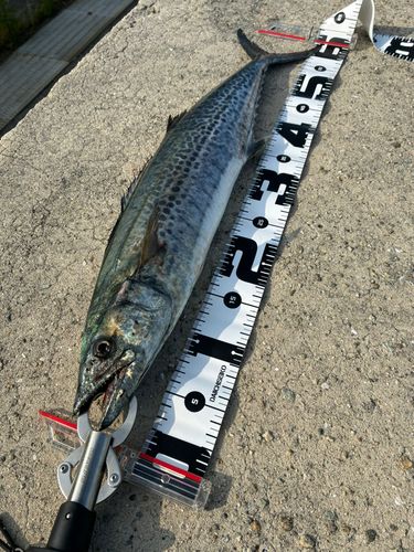 サゴシの釣果