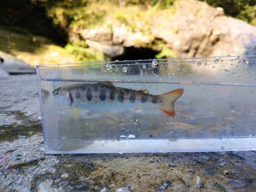 アマゴの釣果