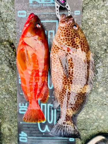 オオモンハタの釣果