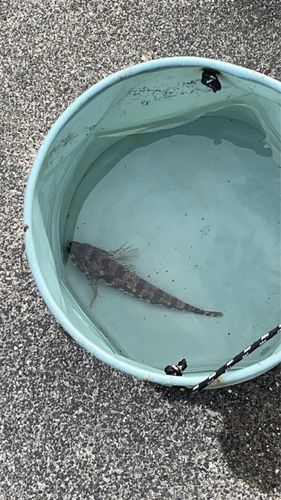 ハゼの釣果