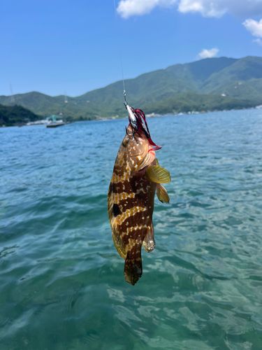 キジハタの釣果
