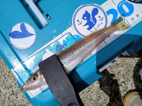 シロギスの釣果