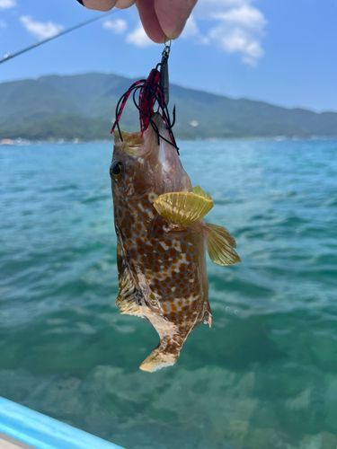 キジハタの釣果