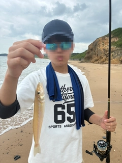 シロギスの釣果