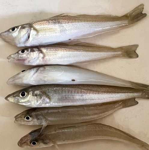 キスの釣果