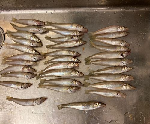 キスの釣果