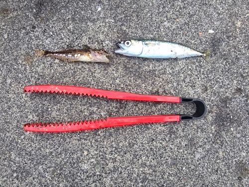 マサバの釣果