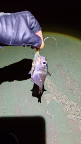 釣果