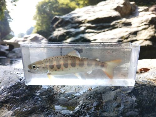 アマゴの釣果