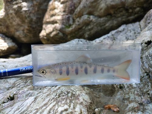 アマゴの釣果