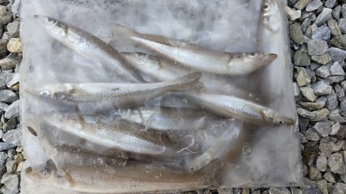 キスの釣果