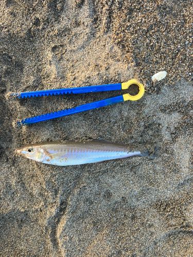 シロギスの釣果