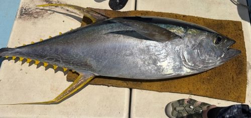 キハダマグロの釣果