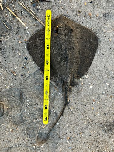エイの釣果