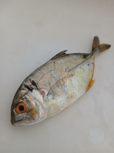 メッキの釣果