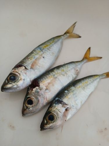 メアジの釣果