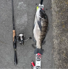 チヌの釣果
