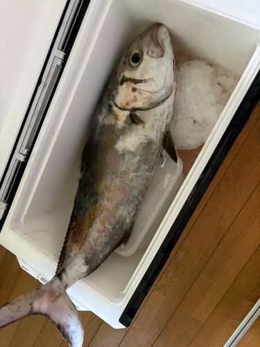 カンパチの釣果